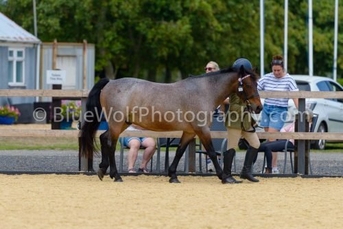 HOYS26-62