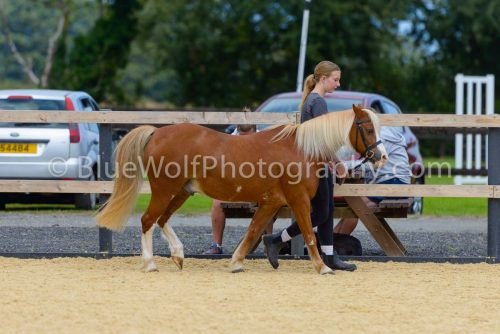 HOYS26-63