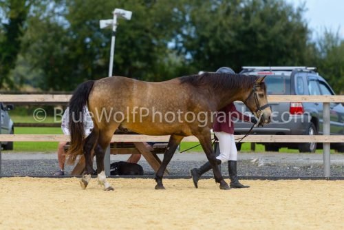 HOYS26-64