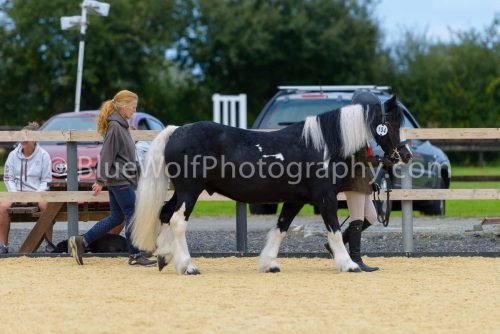 HOYS26-65