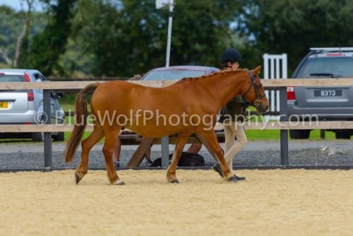 HOYS26-66