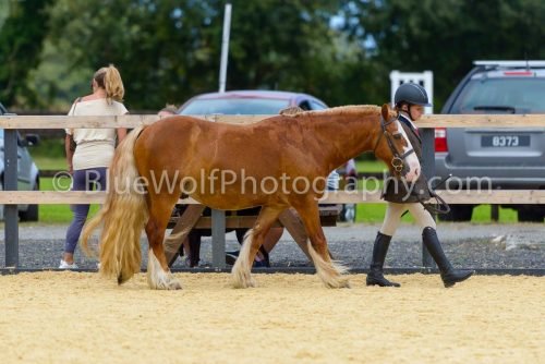 HOYS26-68