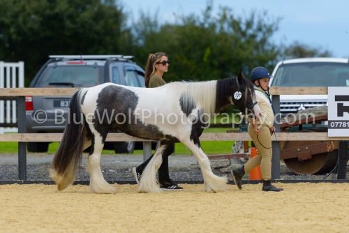 HOYS26-71
