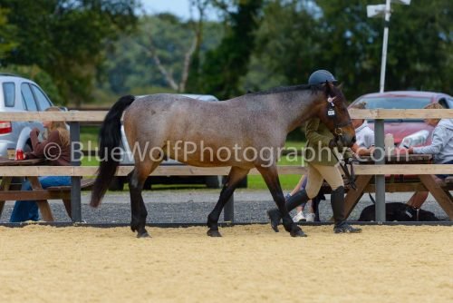 HOYS26-72