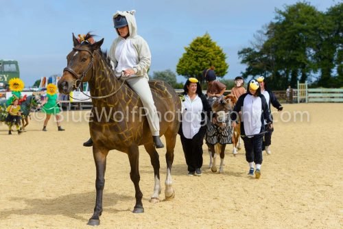 HOYS26-75