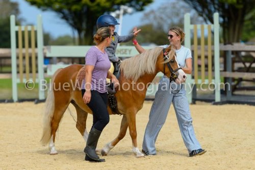HOYS26-81