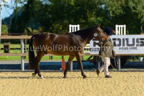 HOYS26-308