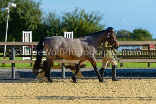 HOYS26-309