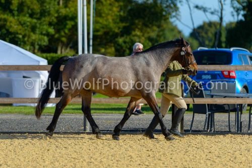 HOYS26-310
