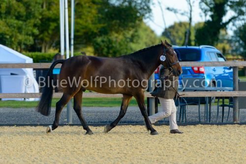 HOYS26-311