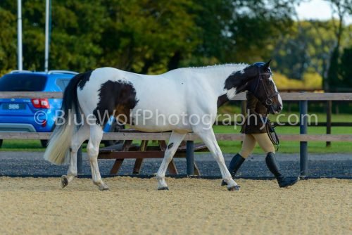 HOYS26-313