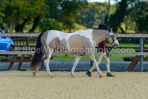 HOYS26-314