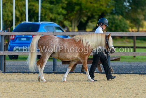 HOYS26-315