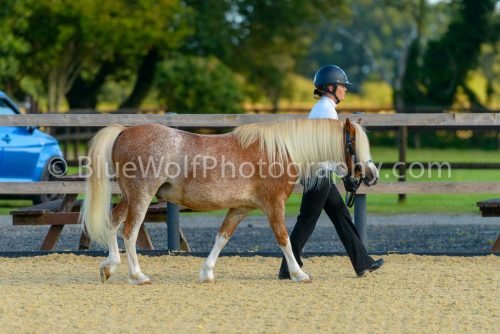 HOYS26-316