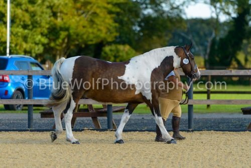 HOYS26-317