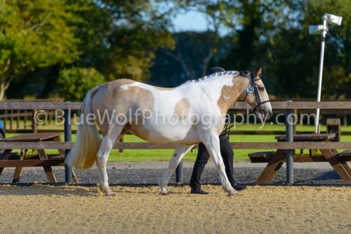 HOYS26-319