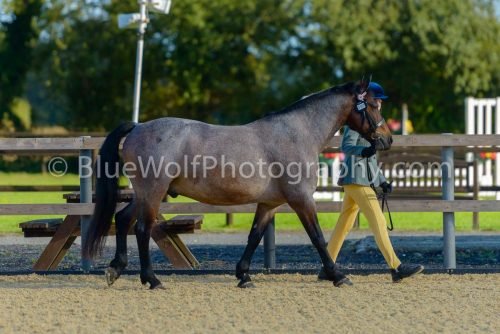 HOYS26-320