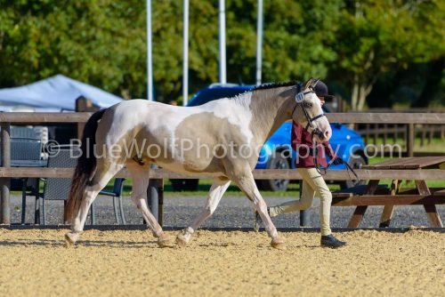 HOYS26-321