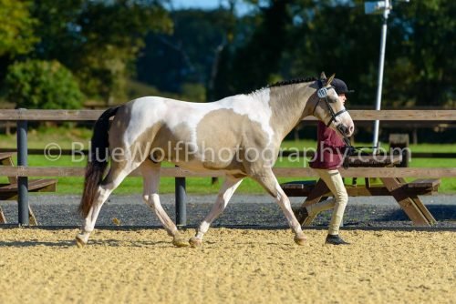 HOYS26-322