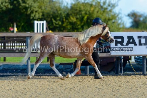 HOYS26-323
