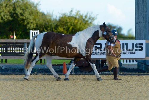 HOYS26-324
