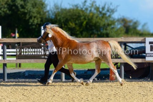 HOYS26-325