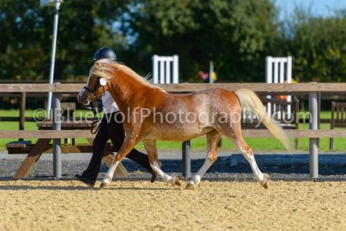 HOYS26-326