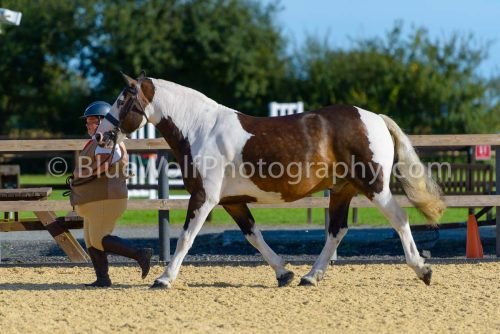 HOYS26-327