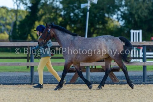 HOYS26-328