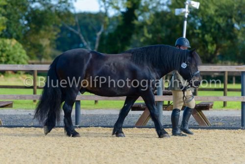 HOYS26-330