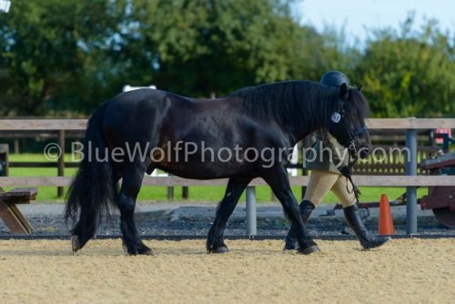 HOYS26-331