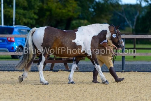 HOYS26-332