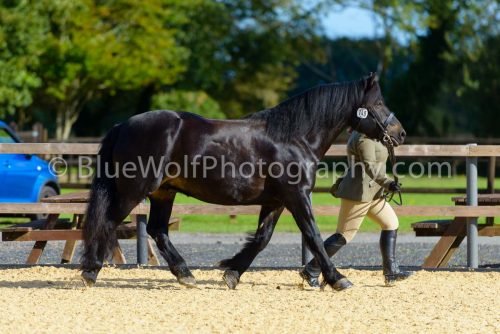 HOYS26-333