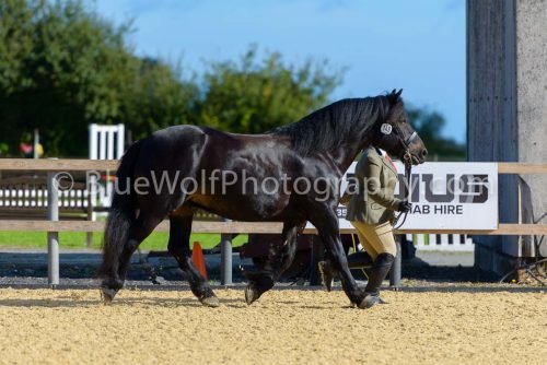 HOYS26-334