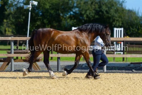 HOYS26-335