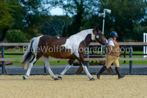 HOYS26-336