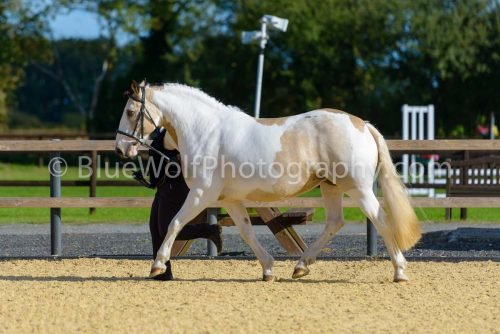 HOYS26-337