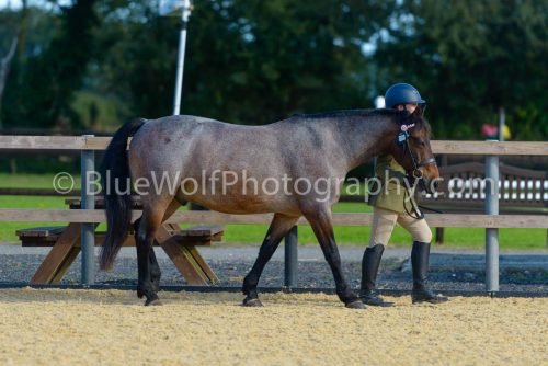 HOYS26-339