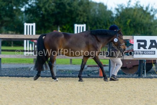HOYS26-341