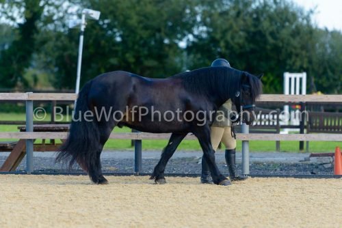 HOYS26-342