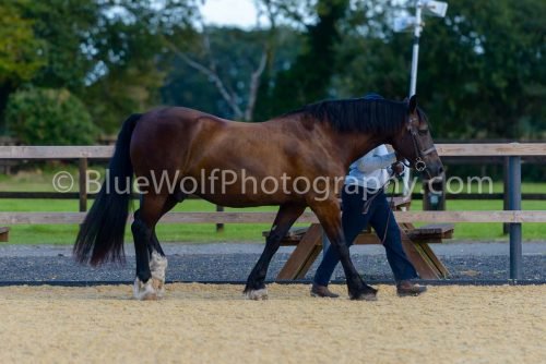 HOYS26-343