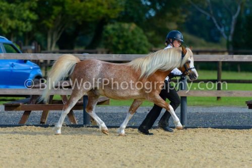HOYS26-344
