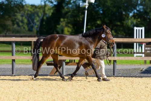 HOYS26-345