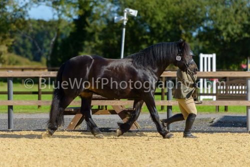 HOYS26-346