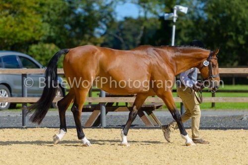 HOYS26-349