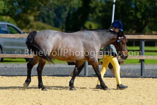 HOYS26-350