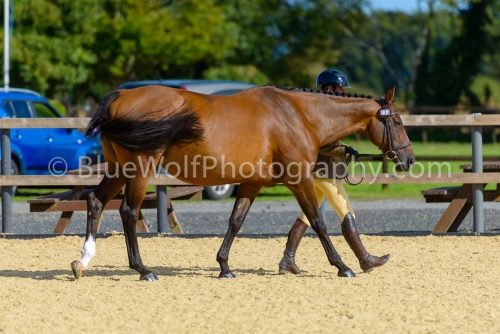 HOYS26-351