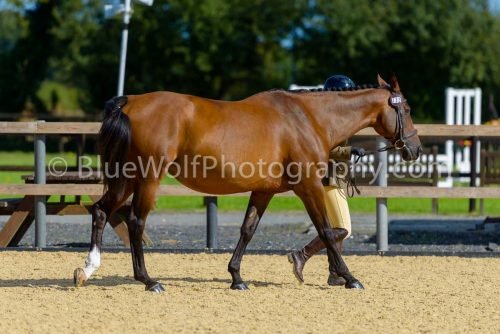 HOYS26-352