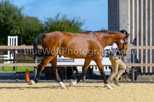 HOYS26-355