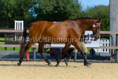 HOYS26-356